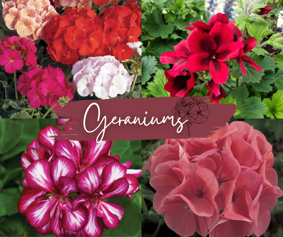 Geraniums