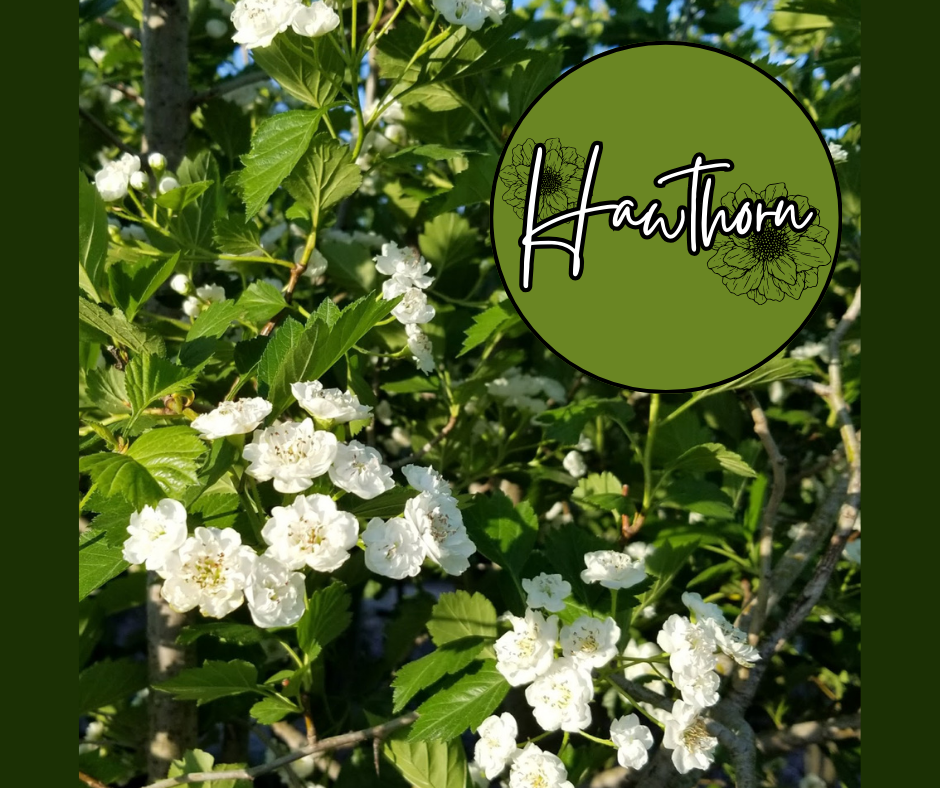 Hawthorn