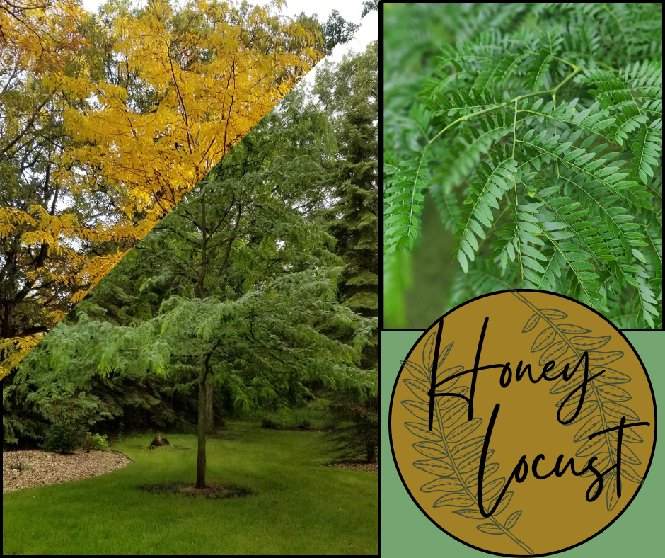 Honey Locust Blog Photo