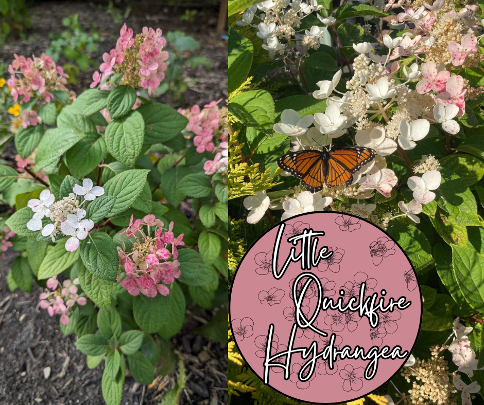 Little Quickfire Hydrangea