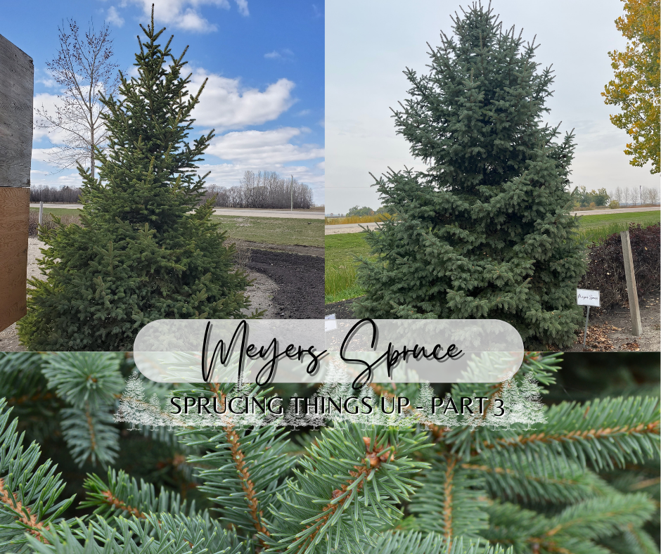 Meyers Spruce Blog Photo (1)