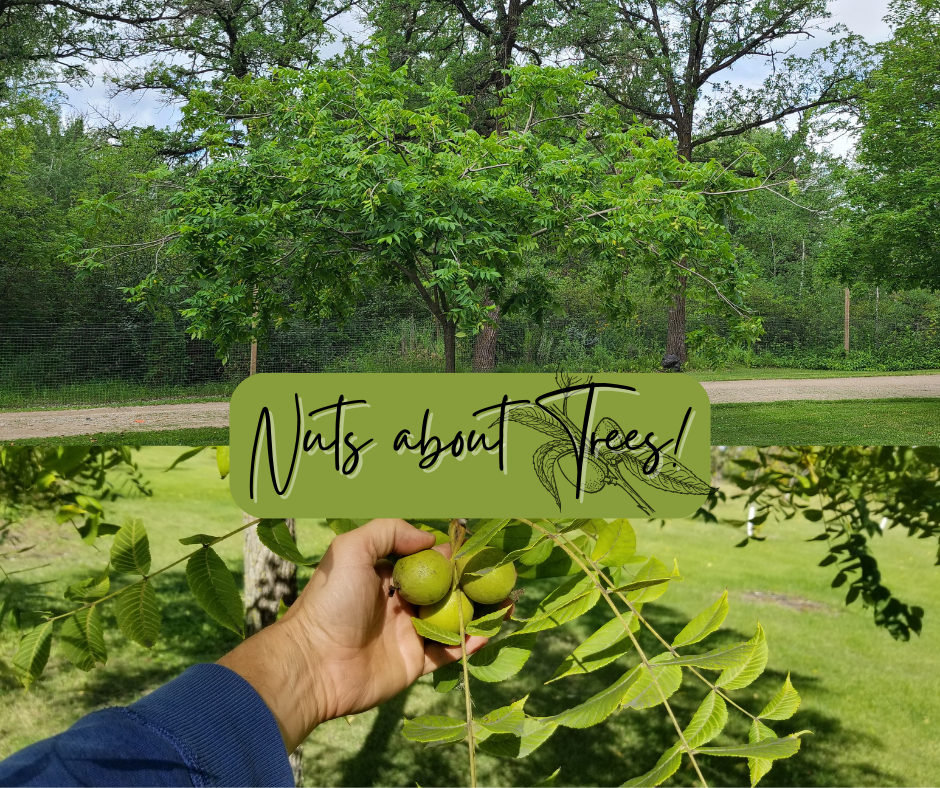 Nuts About Trees! Blog Photo