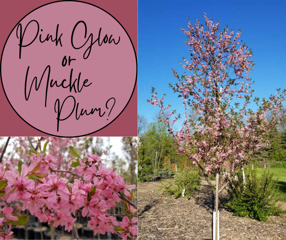 Pink Glow Or Muckle Plum Blog Photo (1)