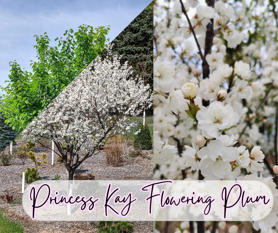 Princess Kay Flowering Plum