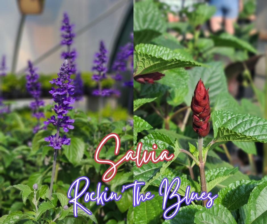 Salvia Blog Photo