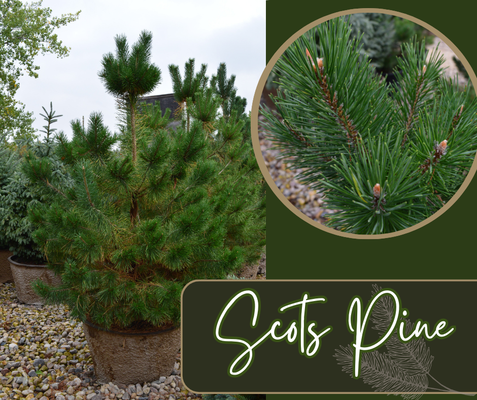Scots Pine Blog Photo
