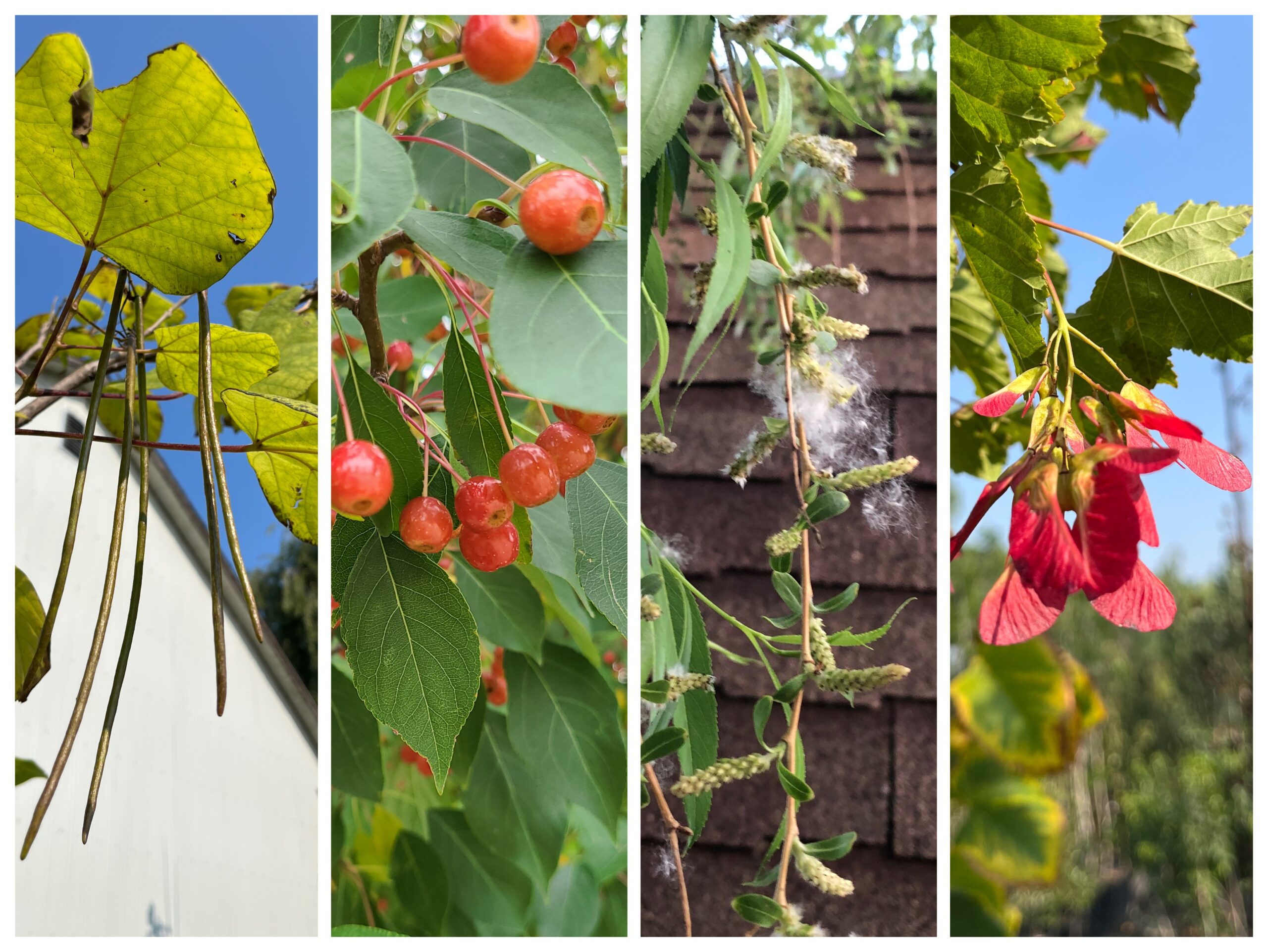 Seedless Tree Photo Blog