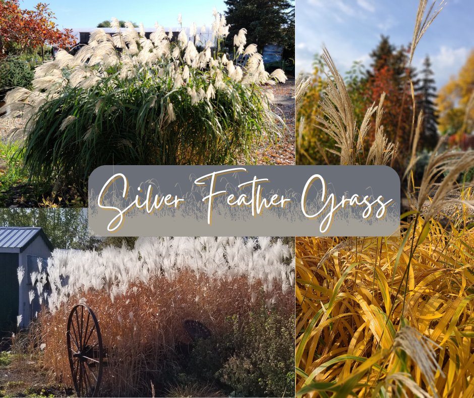 Silver Feather Grass Blog Photo