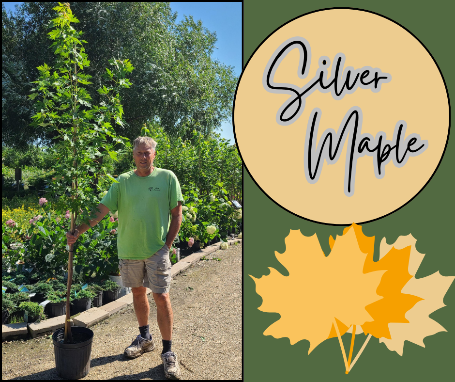 Silver Maple Blog Photo