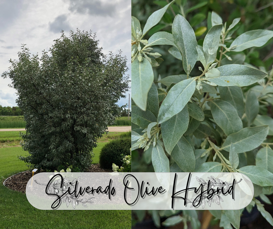 Silverado Olive Hybrid