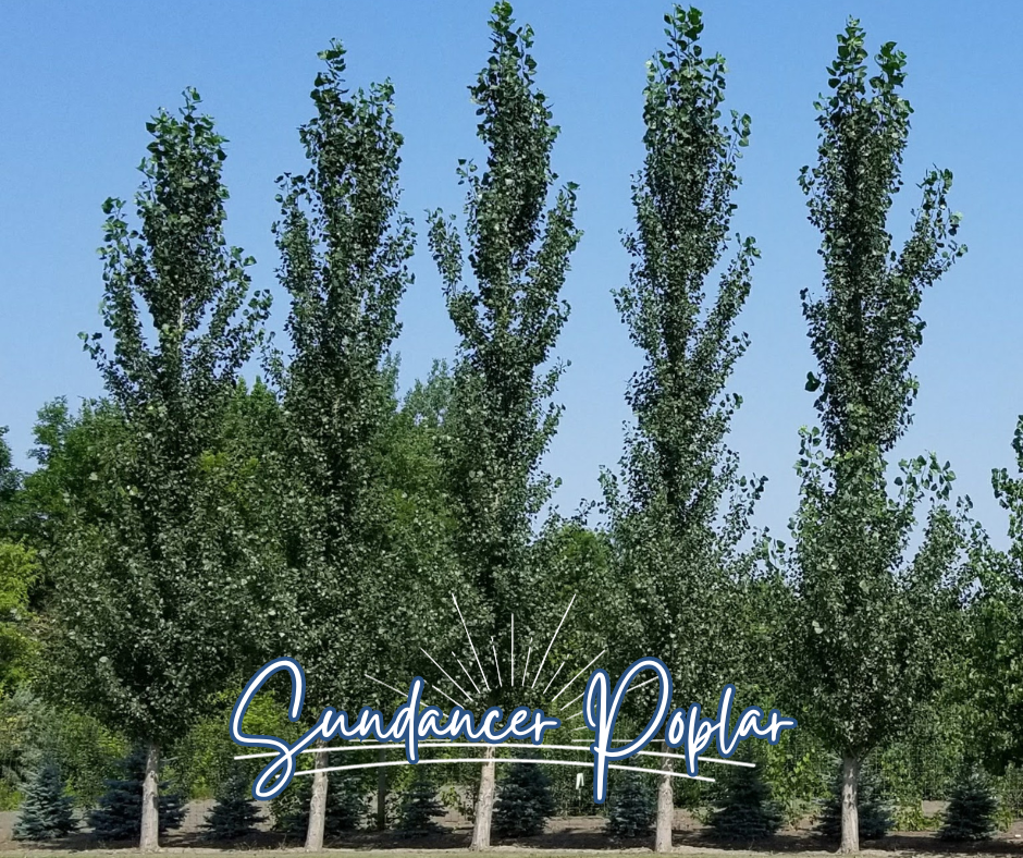 Sundancer Poplar Blog Photo