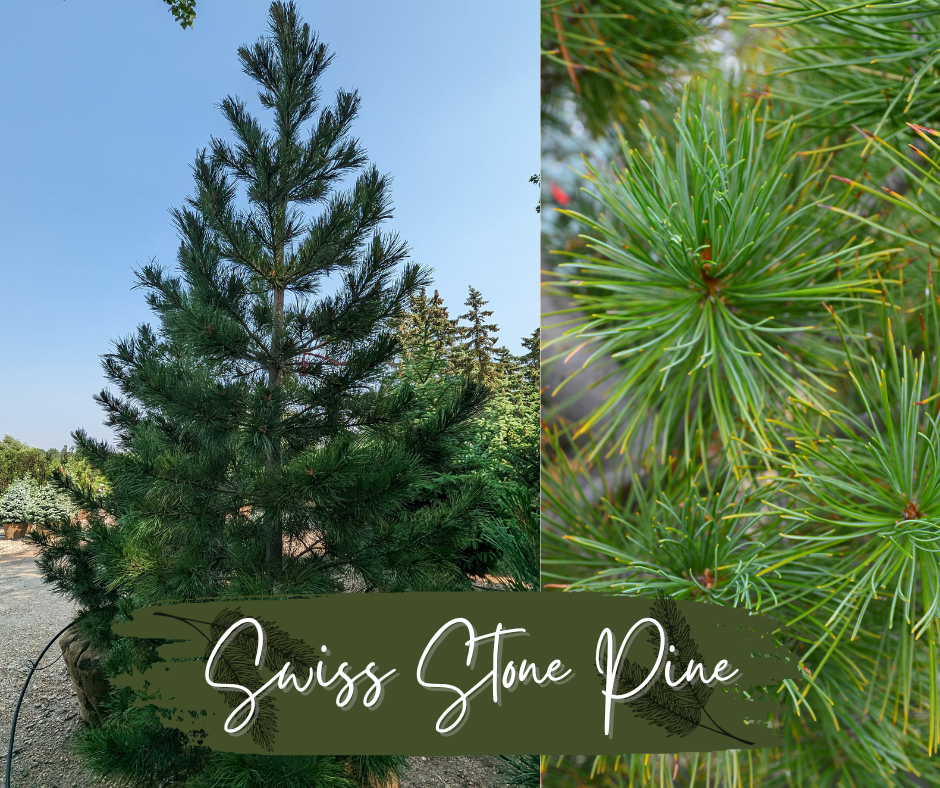 Swiss Stone Pine Blog Photo