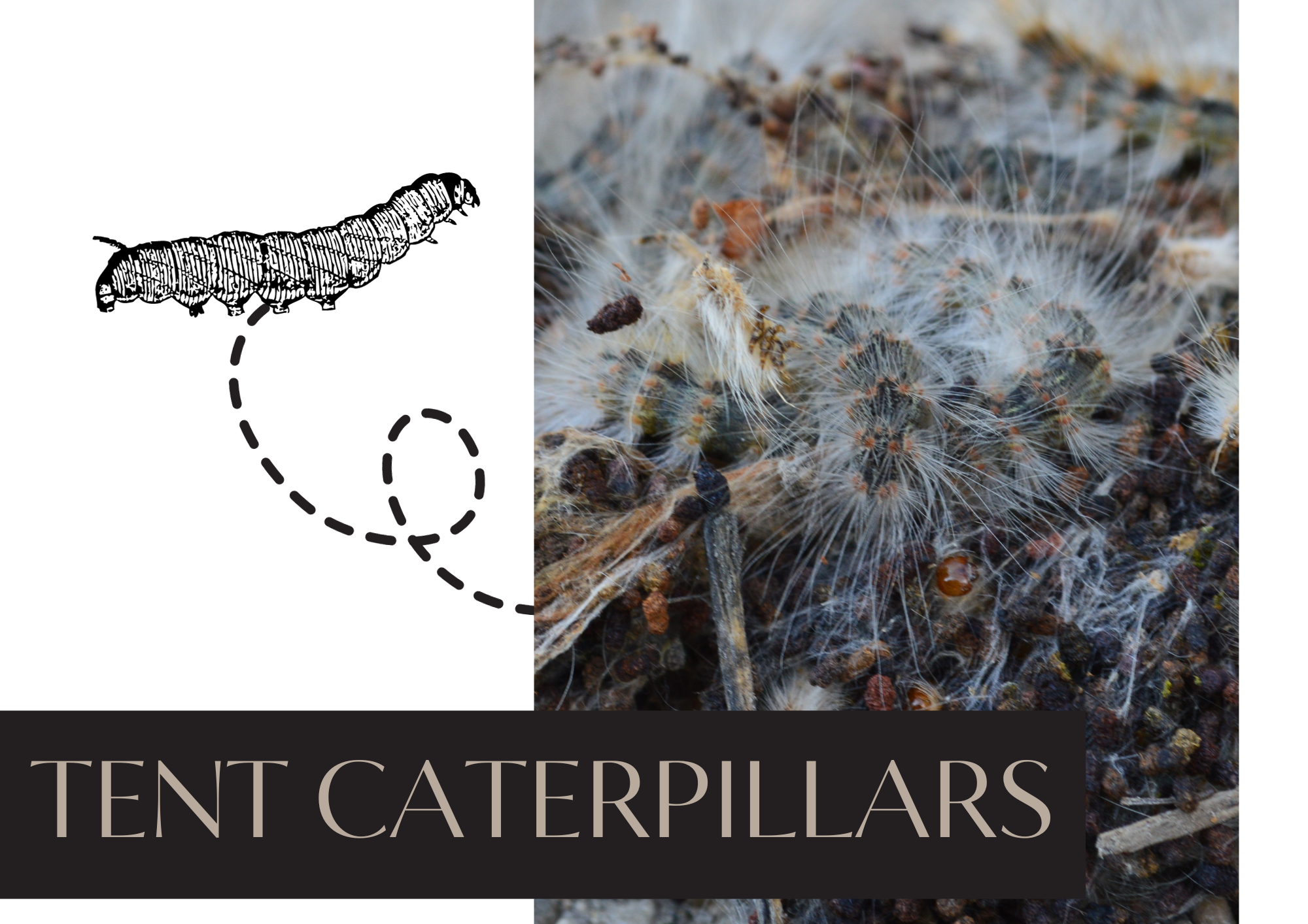 Tent Caterpillars Blog Photo
