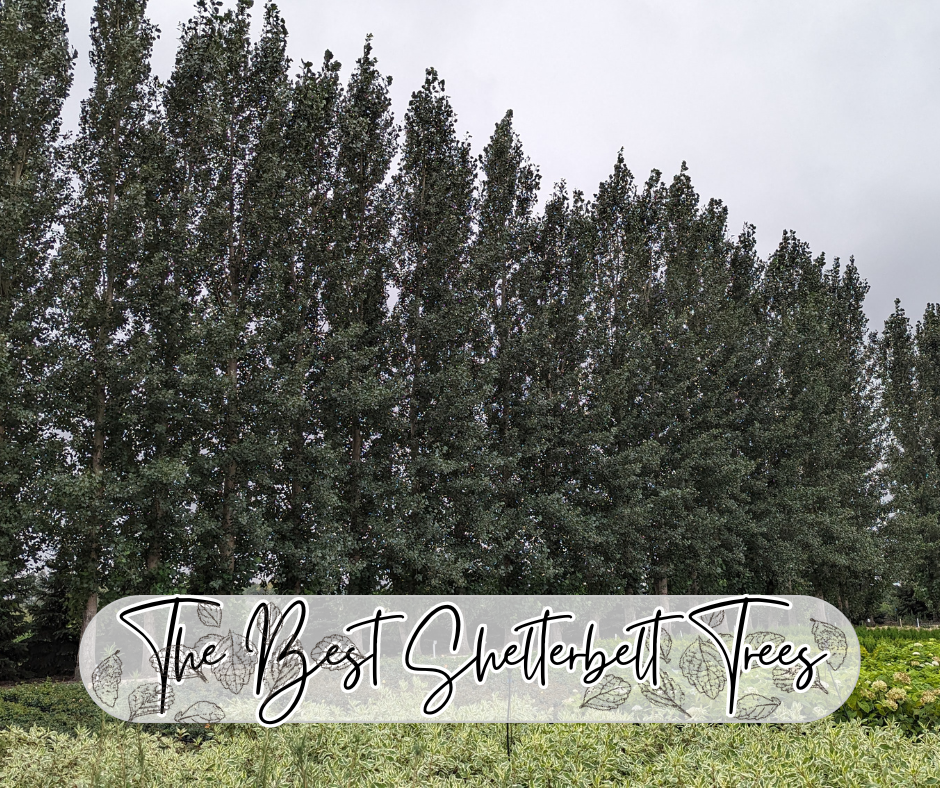The Best Shelterbelt Trees Blog Photo