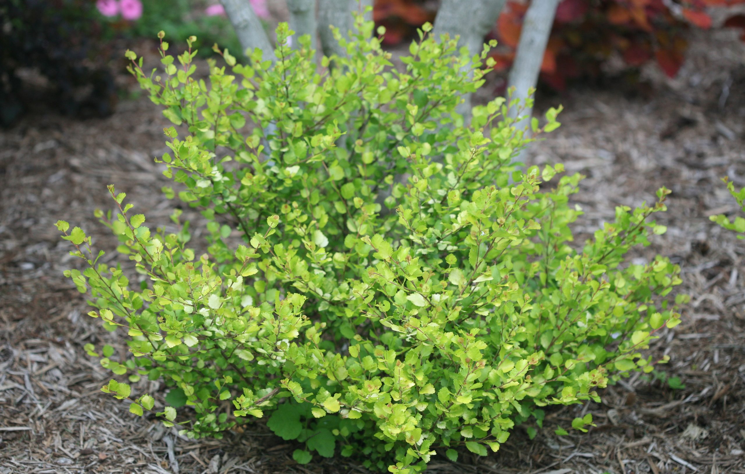 Cesky Gold Birch Vanstones Okay Use