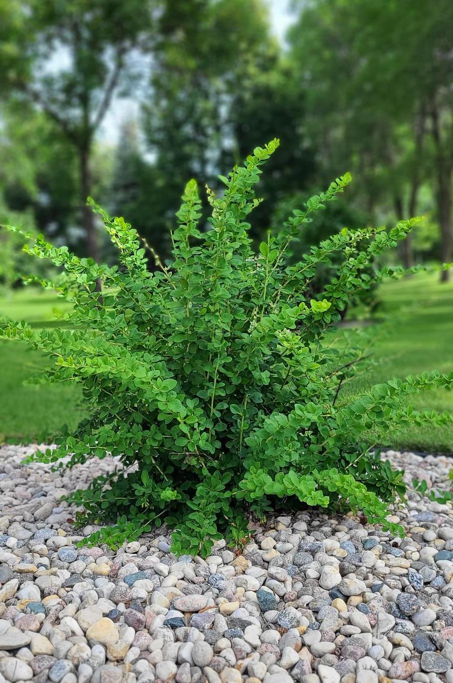 Emerald Carousal Barberry Sheldon's