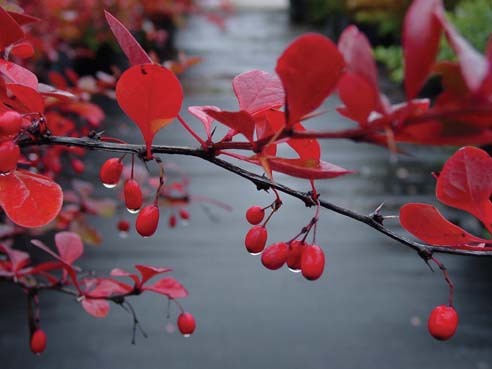 Berberis, 'tara' Emerald Carousel Barberry