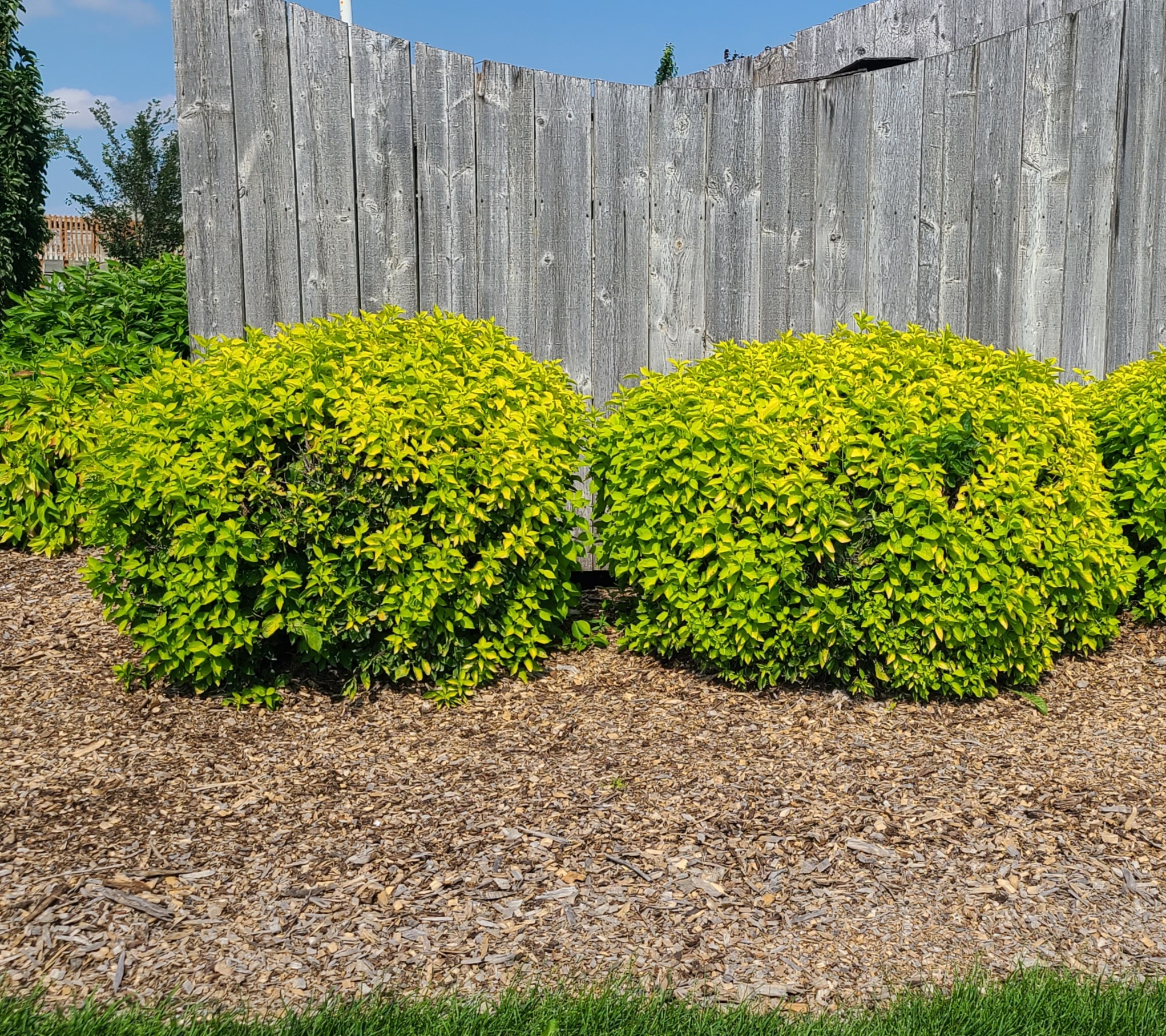 Golden Mockorange Jeffries