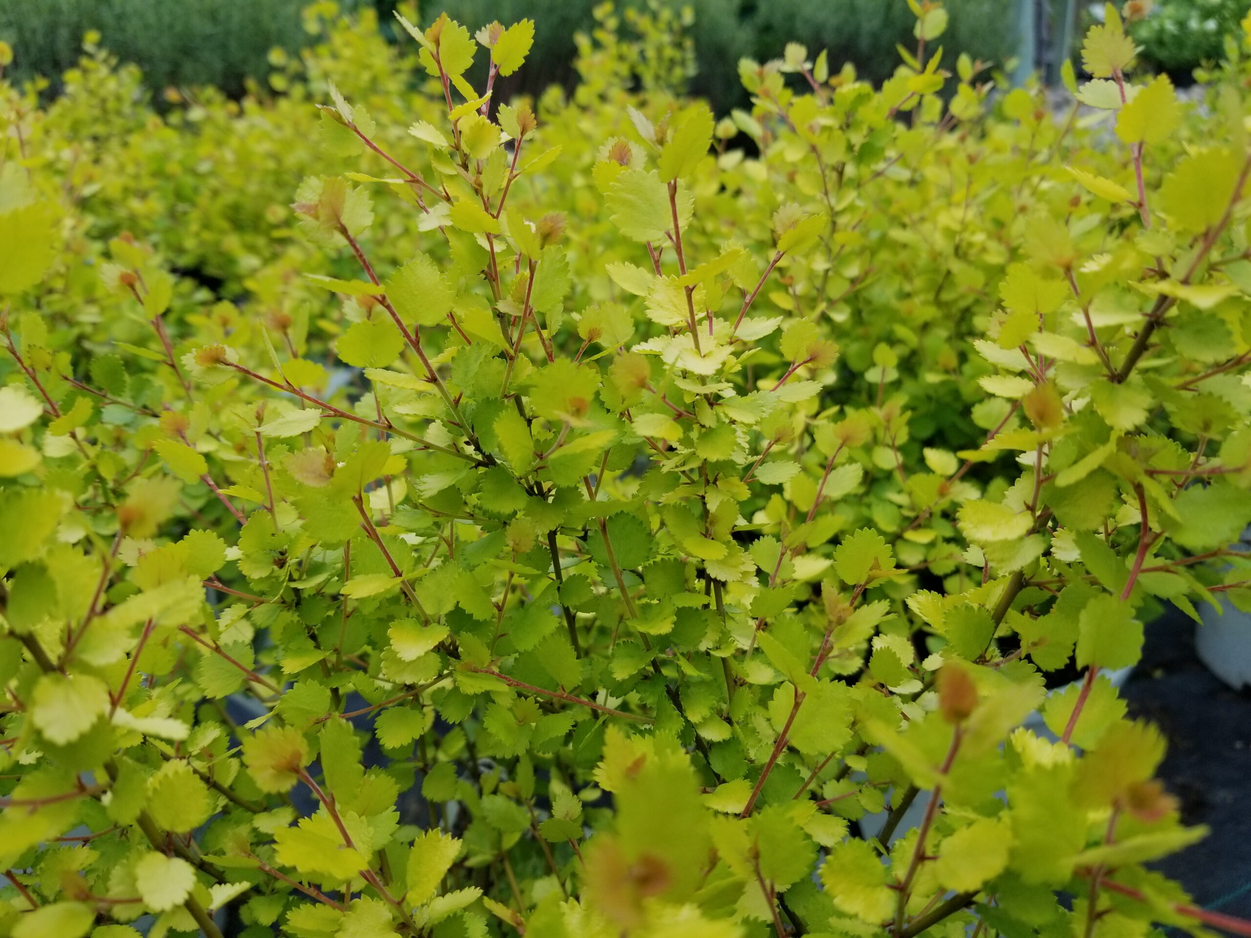 Golden Treasure Cesky Birch Jpg
