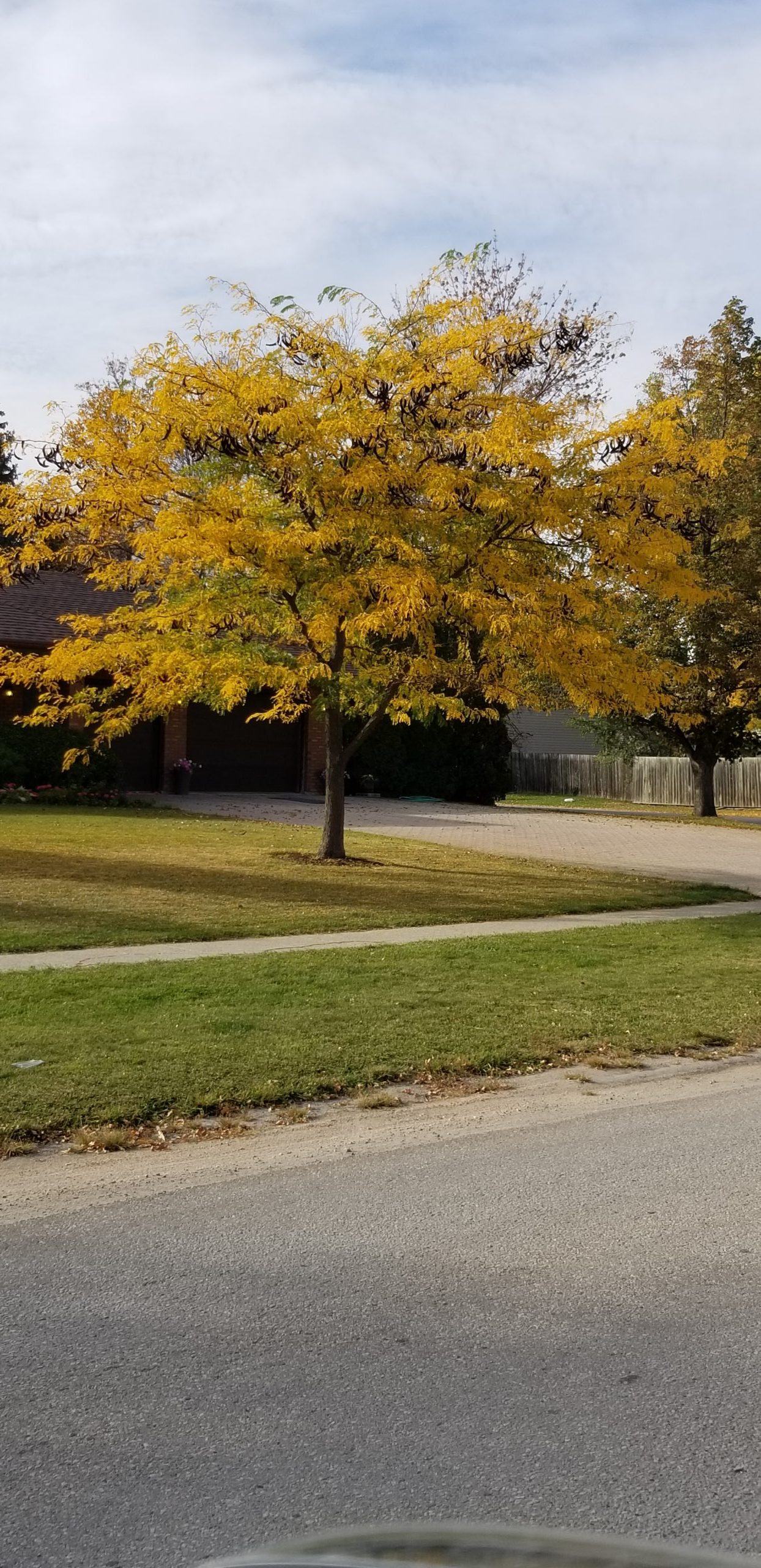 Honey Locust (violas)