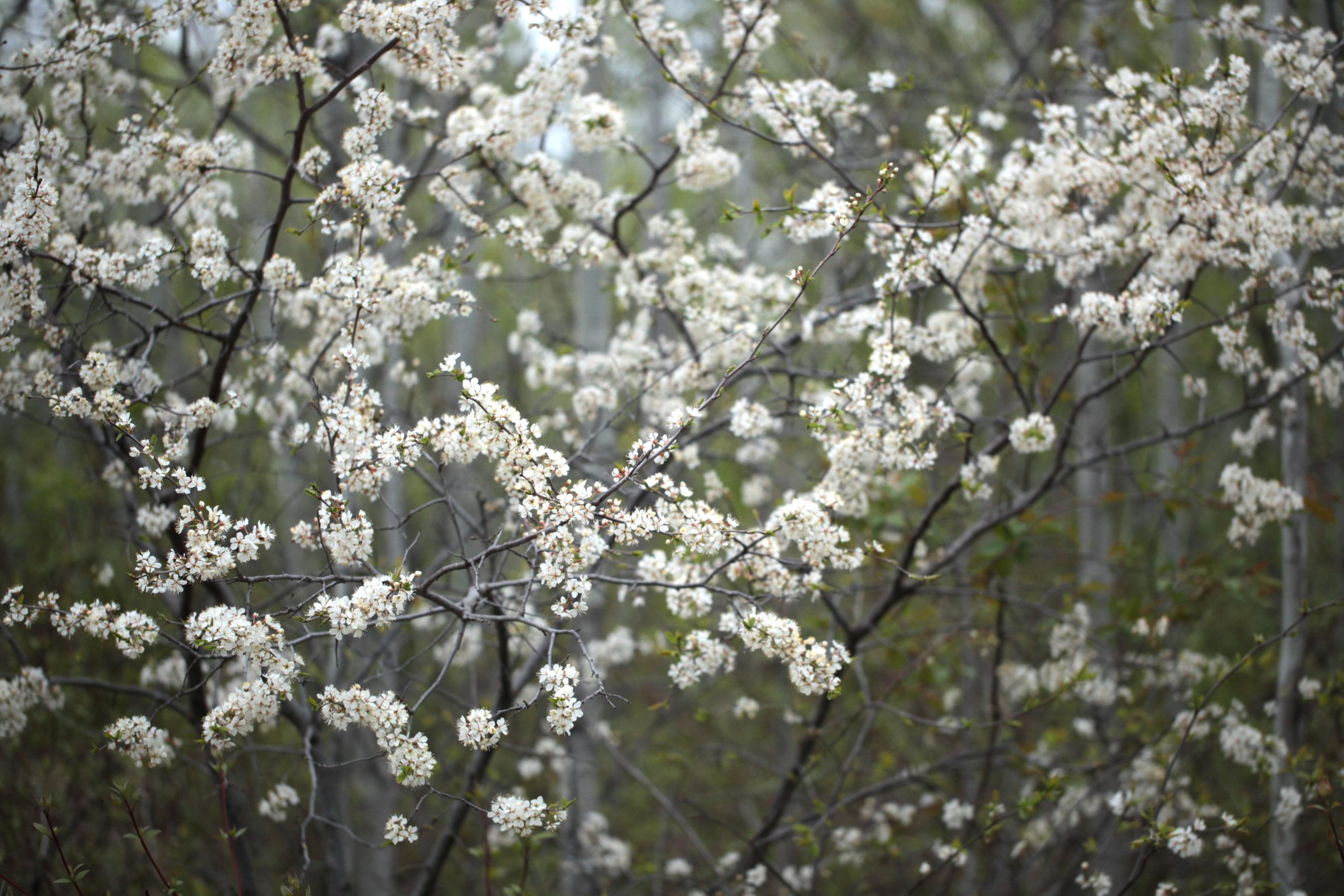 Native Plum Falk Nurseries