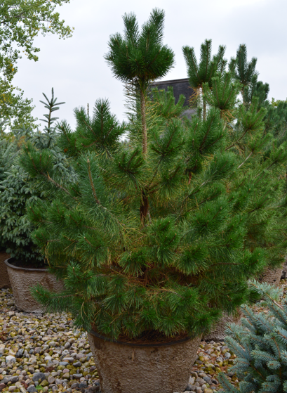 Scots Pine Edited