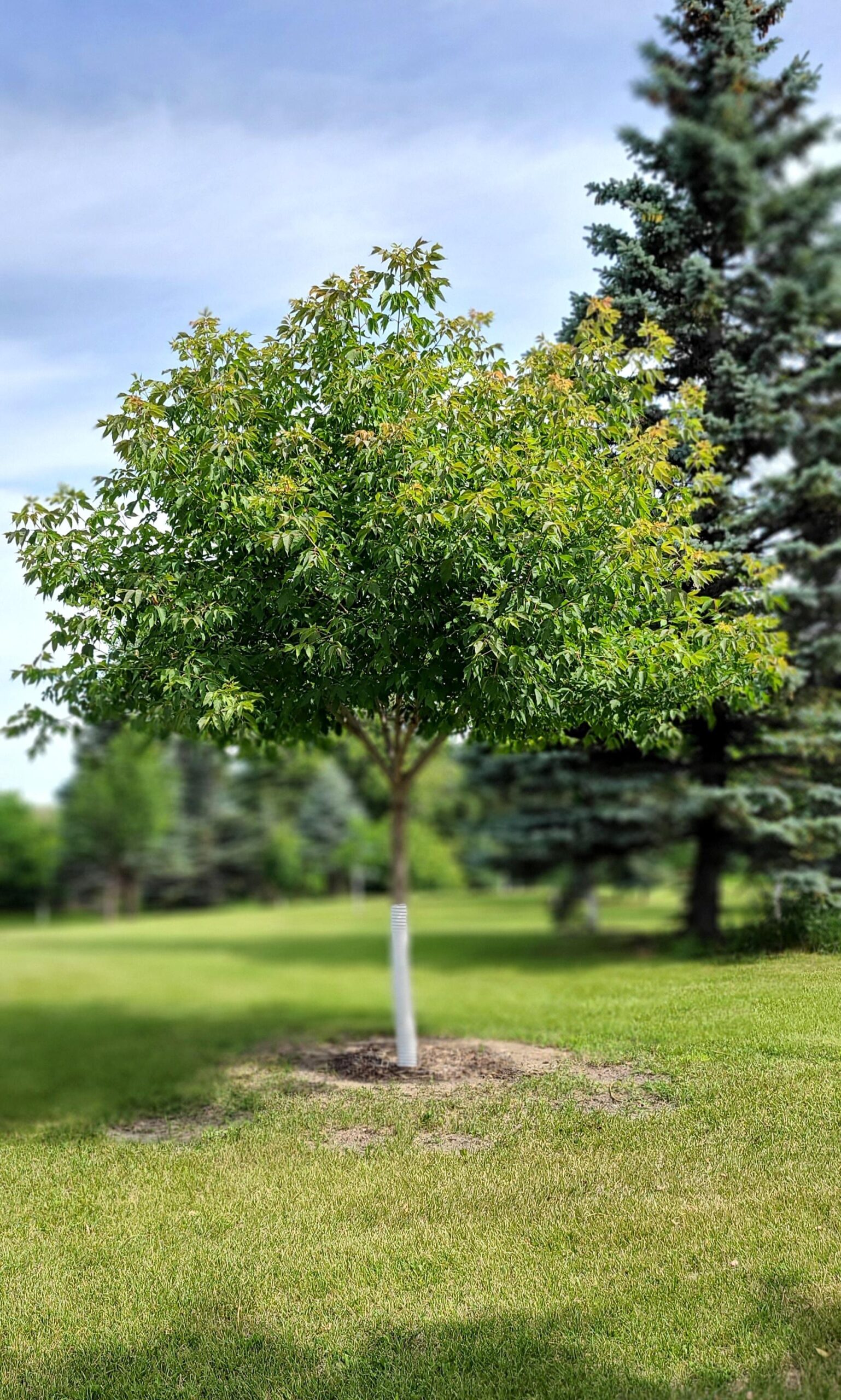 Sensation Maple Established Sheldon's