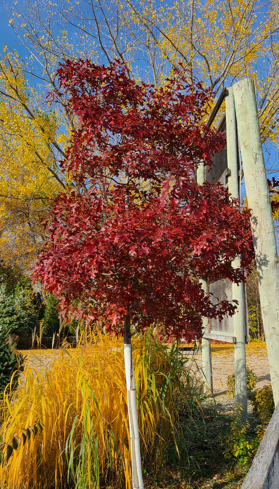 Shooting Star Pin Oak Edited