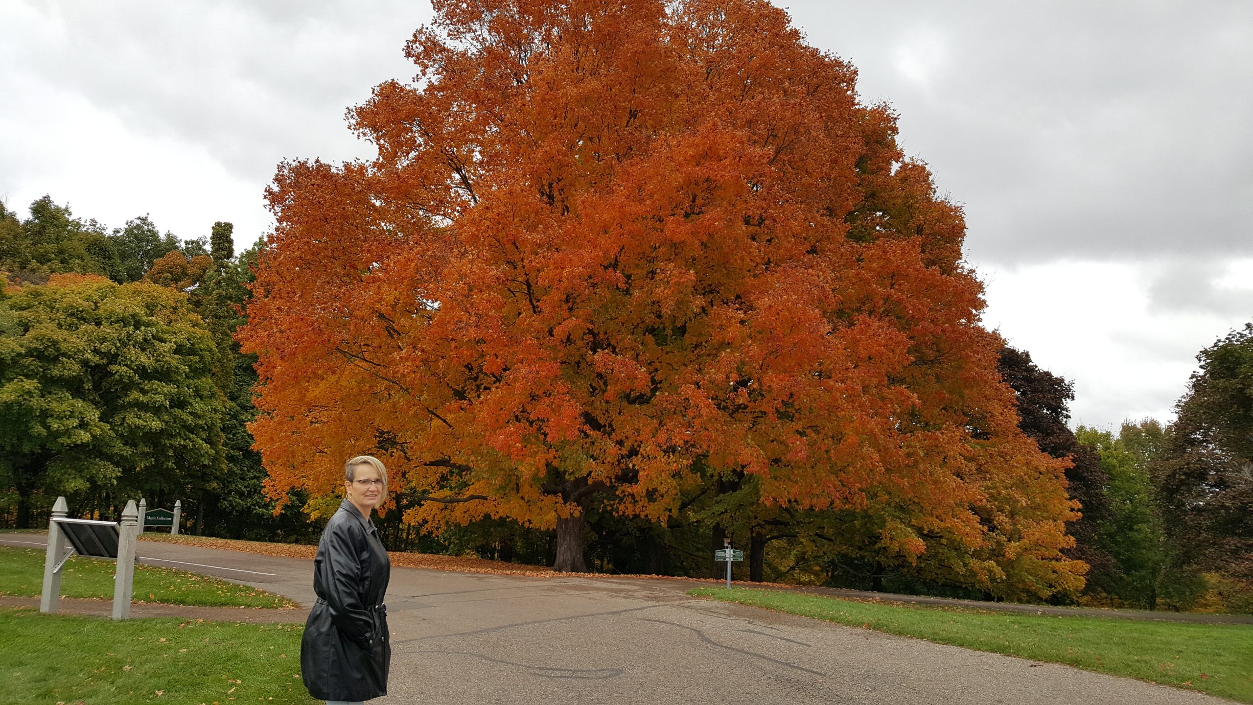 Sugar Maple Mature (minneapolis)