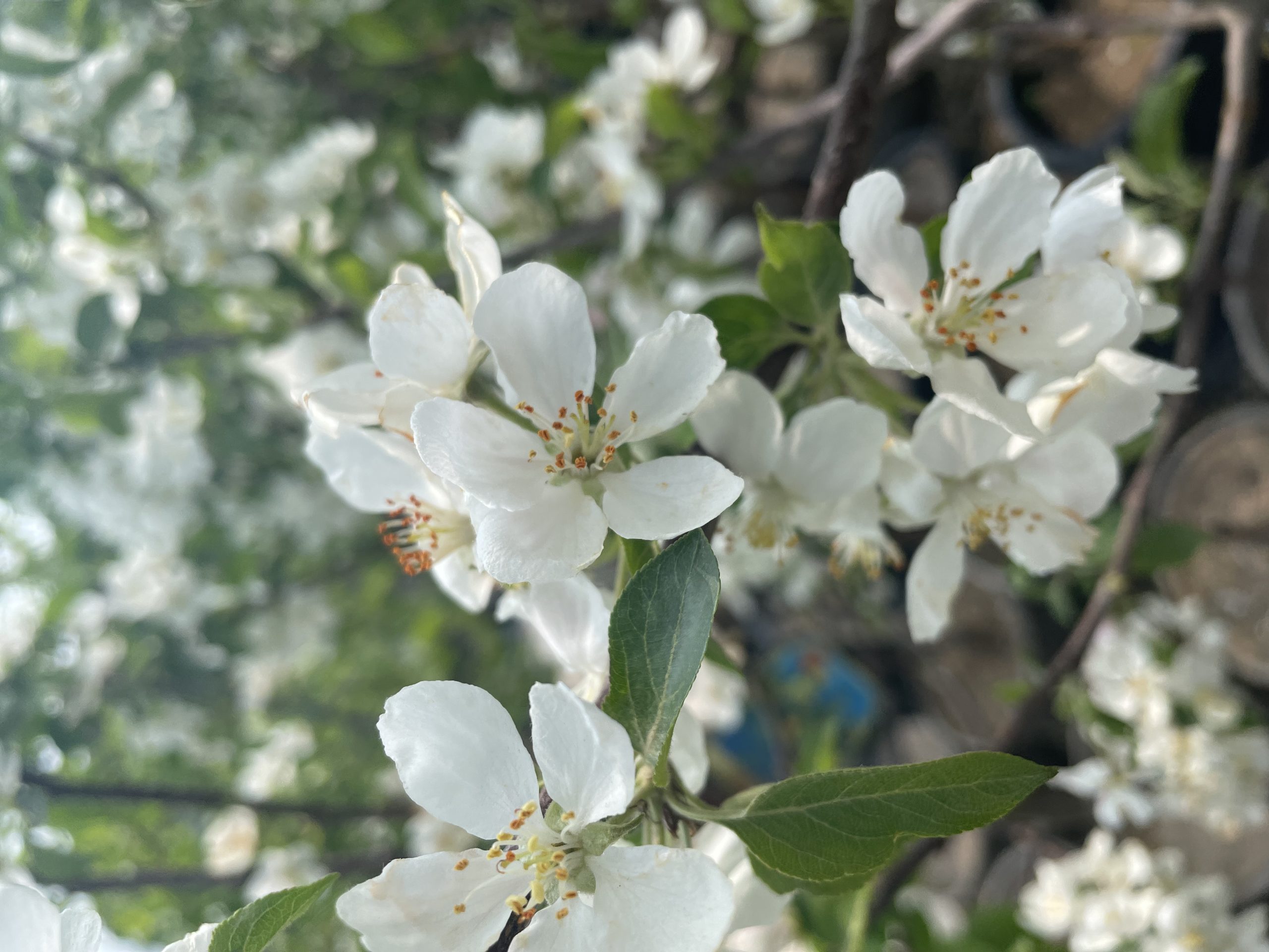Trail Crabapple