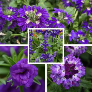 14 Purple Explosion