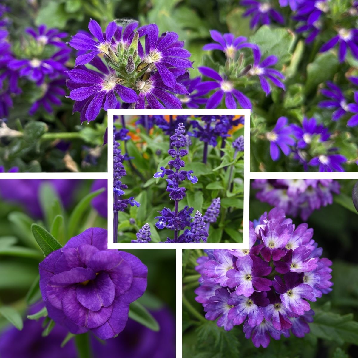 14 Purple Explosion