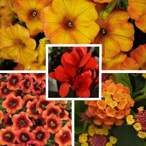 16 Canna Sunrise