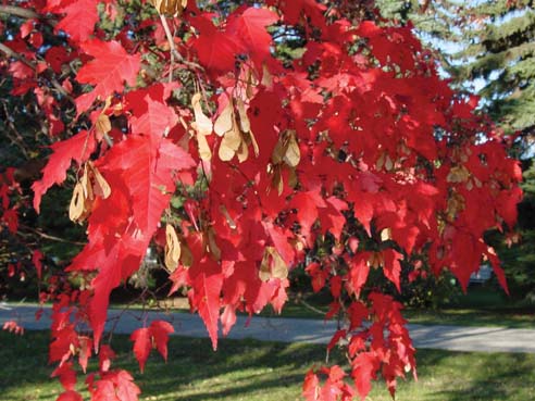 Amur Maple (fall Colour)
