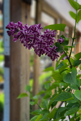 Sensation Lilac Edited