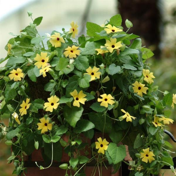 Thunbergia Lemon Star