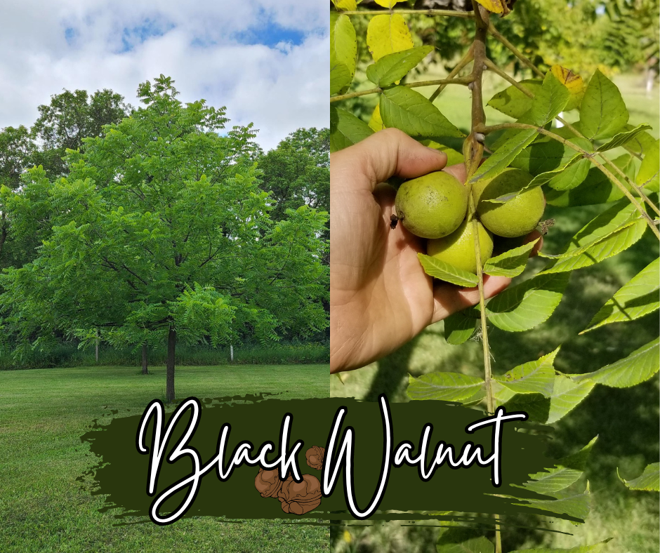 Black Walnut Blog Website Photo