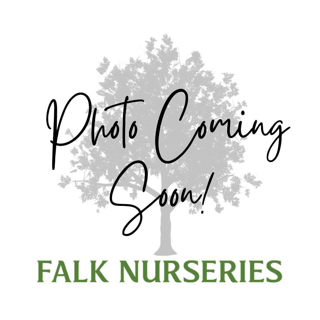 Photo Coming Soon! (tree)