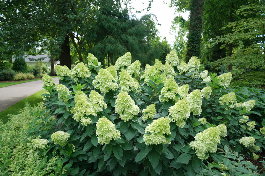 Hydrangea Limelight Prime 6