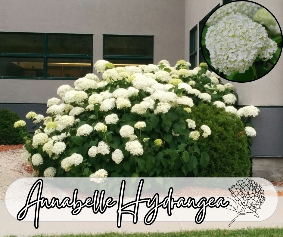 Annabelle Hydrangea Blog Photo