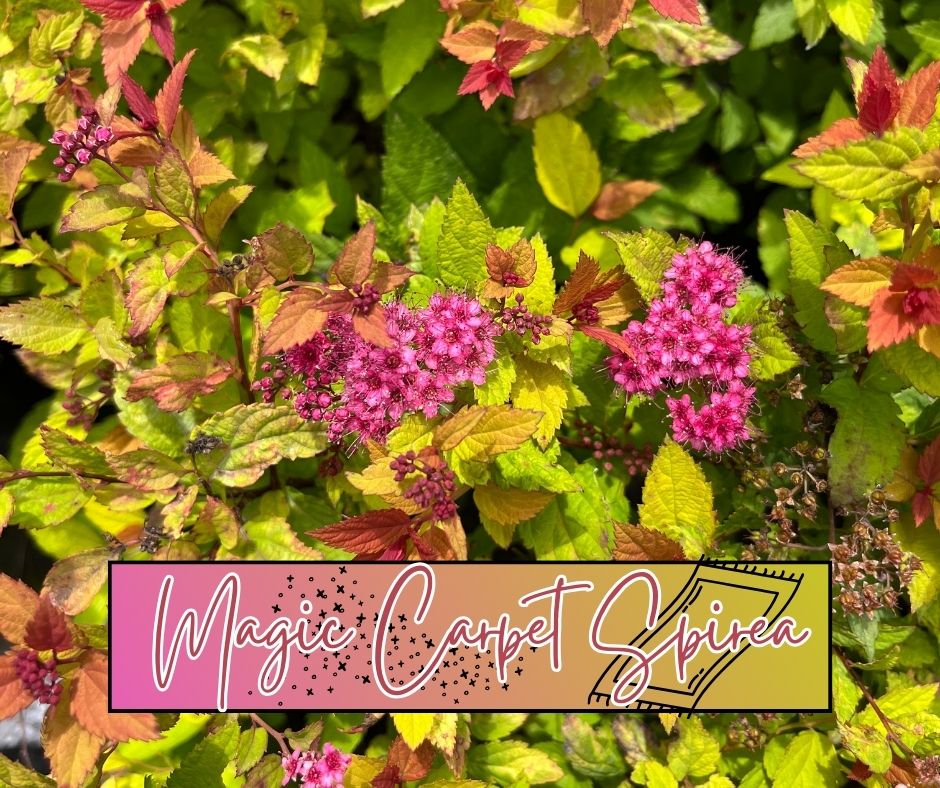 Magic Carpet Spirea Blog Photo