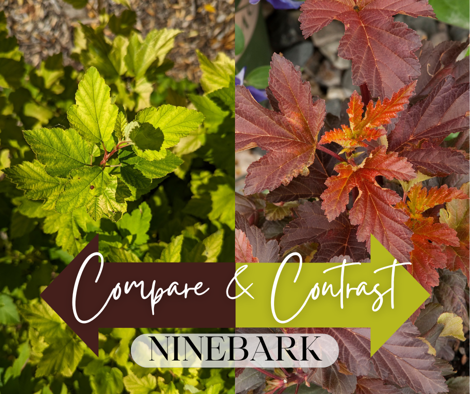 Compare & Contrast Blog Photo