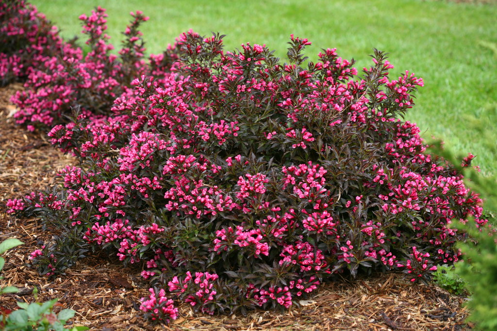Spilled Wine Weigela 2
