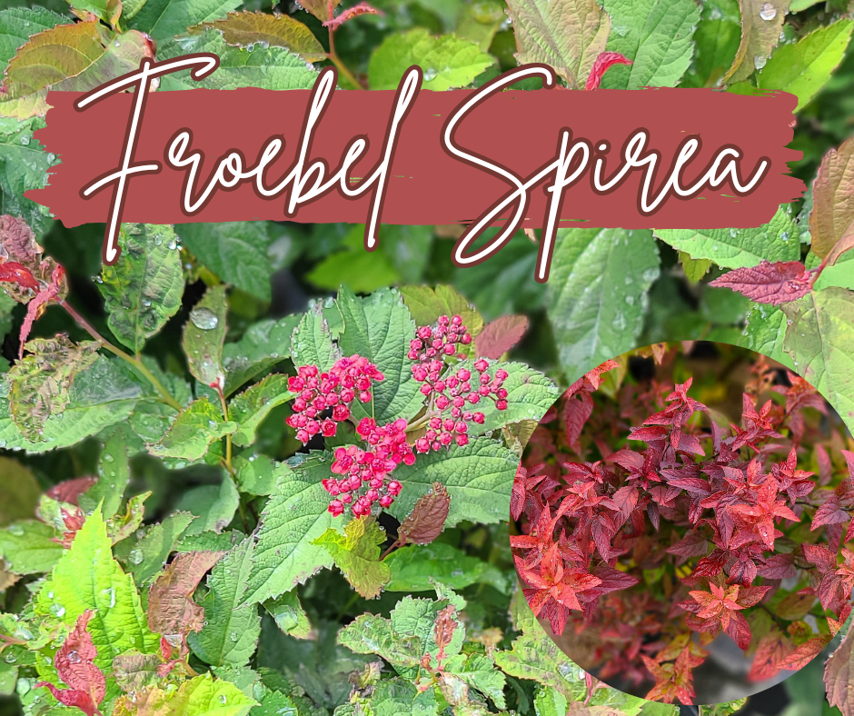 Froebel Spirea Blog Photo