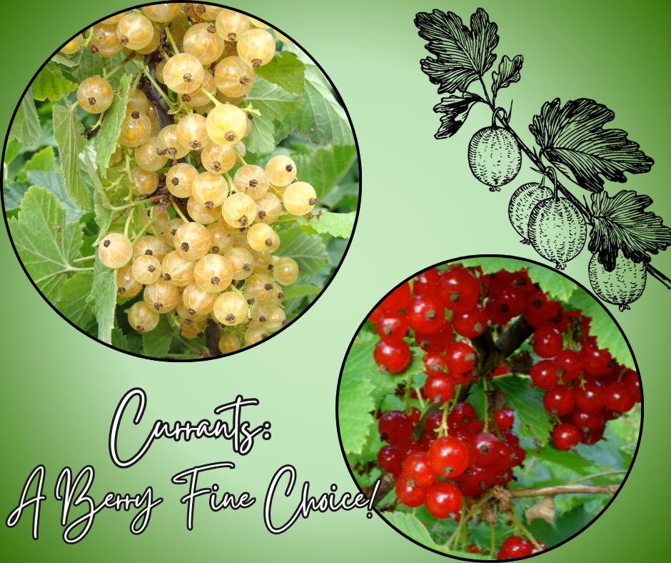 Currants