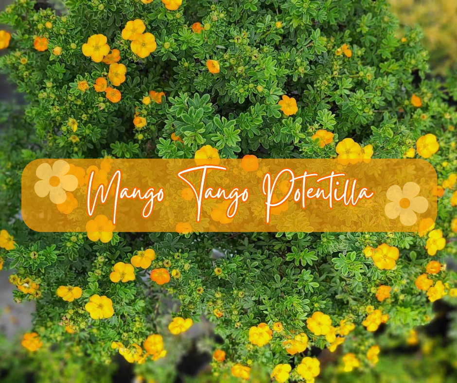 Mango Tango Potentilla