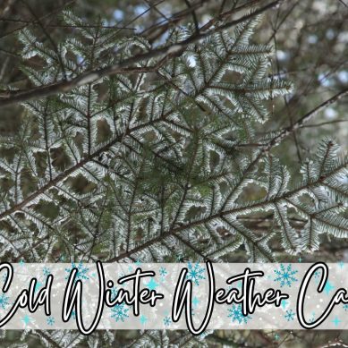 Cold Winter Weather Care