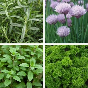 Herb Winner Winner