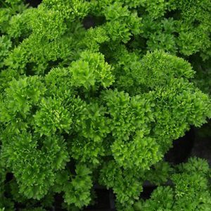 Parsley Trip Curl
