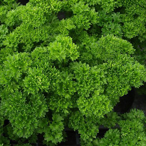 Parsley Trip Curl
